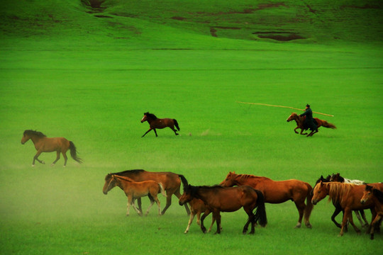 蒙古族草原套马 马群 牧场