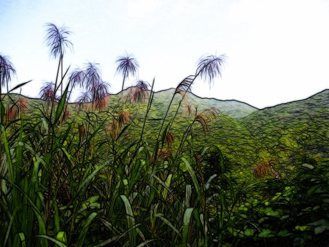山间丛林