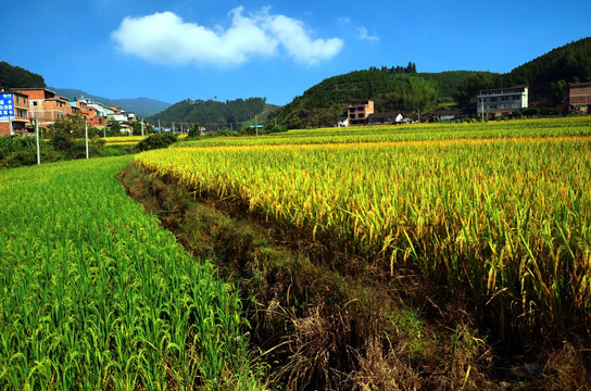 稻田