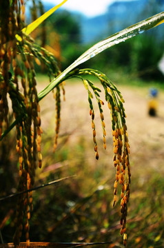 金黄的稻穗