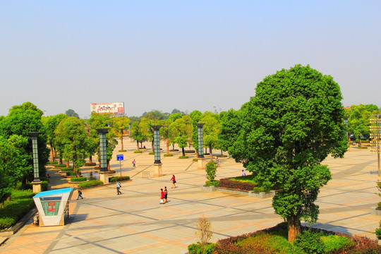 衡阳东广场 樟树 景观
