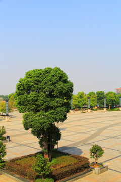衡阳东广场 樟树 景观