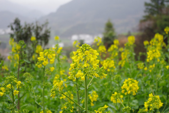 油菜花