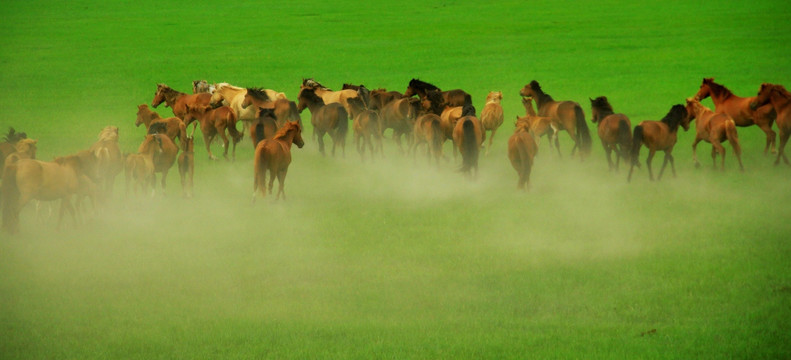 草原上的马群 牧场
