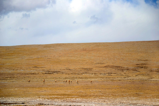 羌塘草原上的藏羚羊