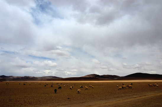 羌塘草原上的羊群