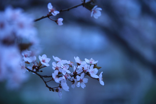 写意桃花