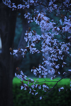 写意桃花