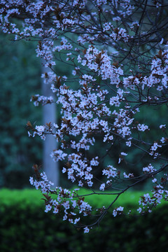 写意桃花