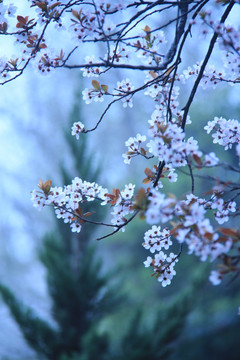 写意桃花
