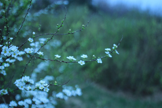 白色小花