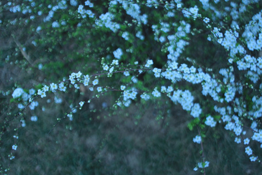 白色小花
