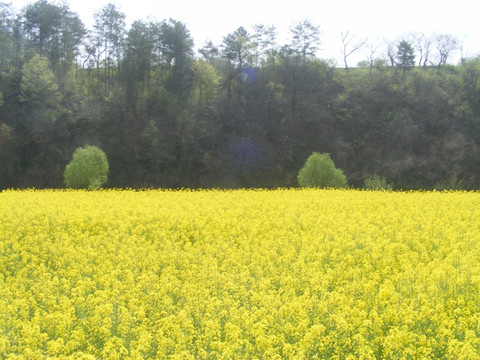 开满油菜花的田野