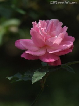 粉红月季花