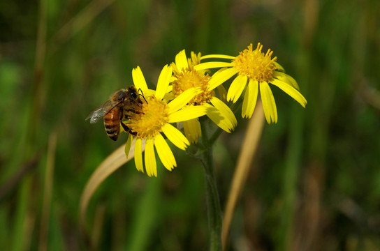 蜜蜂与春花