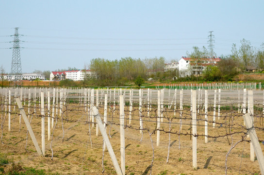 新农村与葡萄种植园