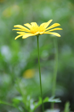 花卉