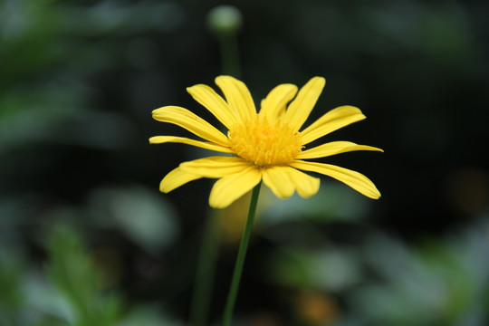 花卉