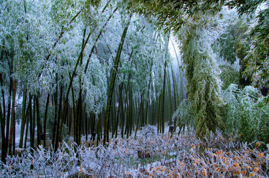 冰冻的竹林