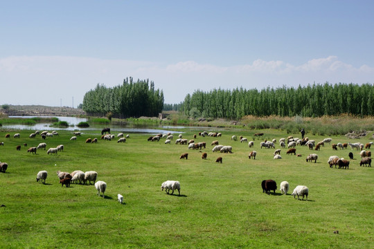 草原 羊群
