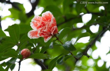 花枝