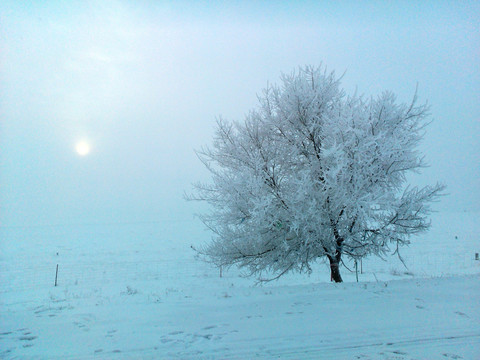 冬季雪原一棵树 樟子松