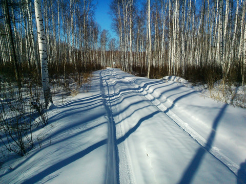 冬季 积雪 公路 白桦林