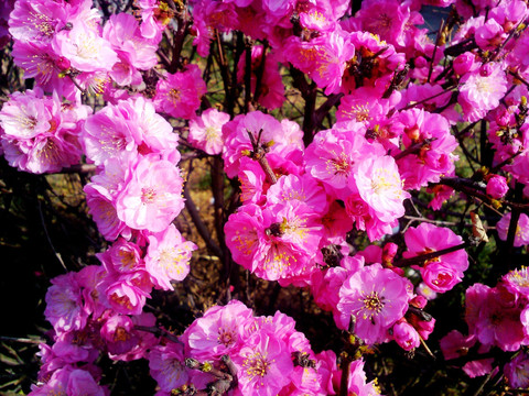 榆叶梅花 花枝 花蕾