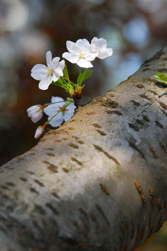 樱花