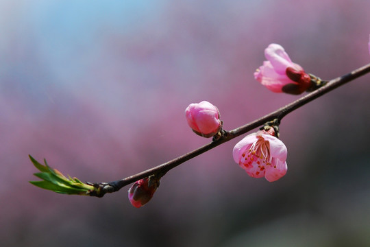 桃花