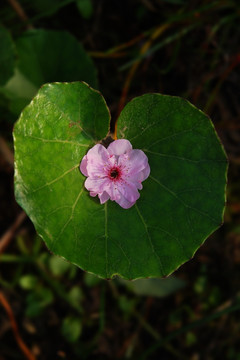 桃花