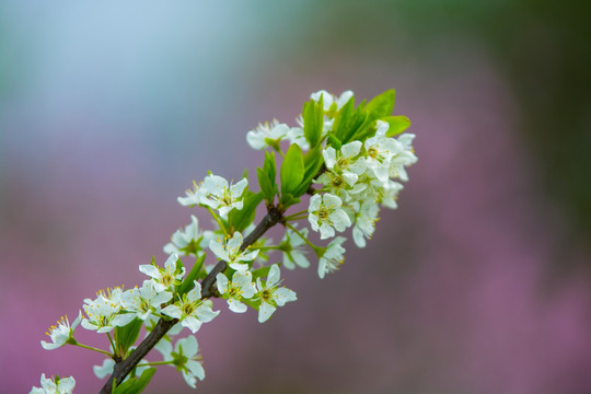 梨花