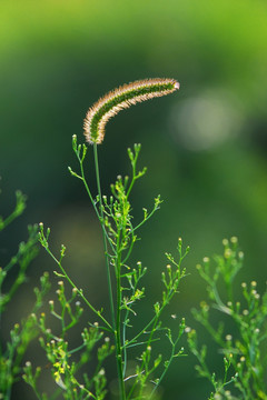 狗尾草