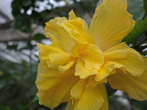 扶桑花