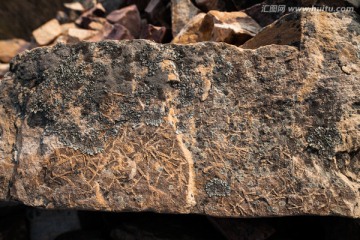 蓟县叠层石 古生物化石 青苔