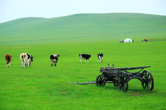 夏季 草原 蒙古包