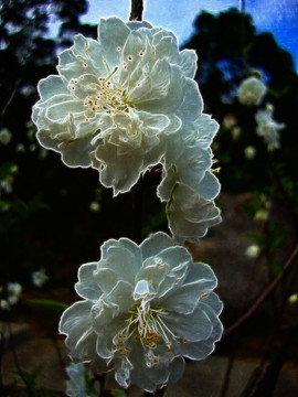 桃花林
