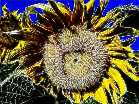 菊花