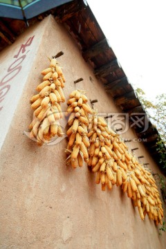 墙上挂的玉米