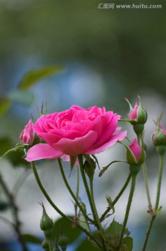 月季花特写