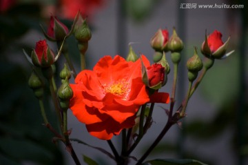 红色月季花特写