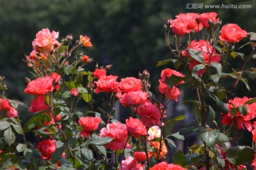 红色月季花