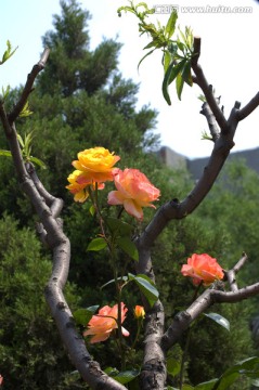 月季花与桃树