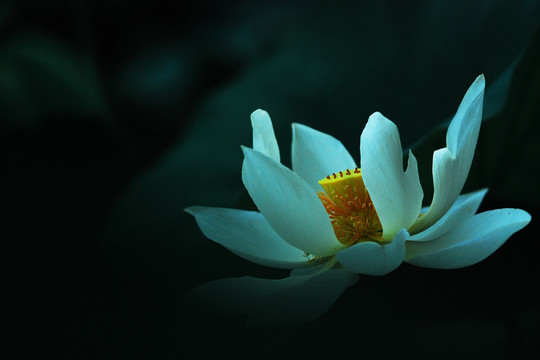 荷花