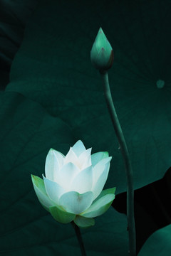 荷花
