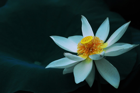 荷花