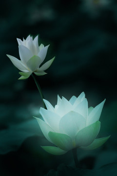 荷花