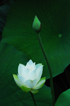 荷花