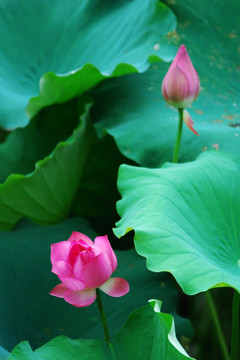 荷花