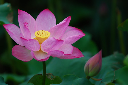 荷花